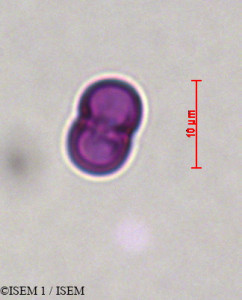 Cynoglossum cheirifolium - lame n° 29273